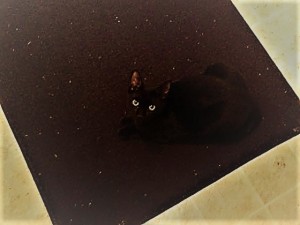 cat2