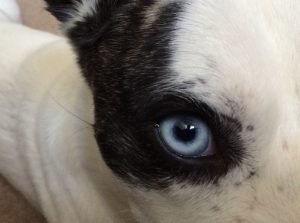 Top Dog